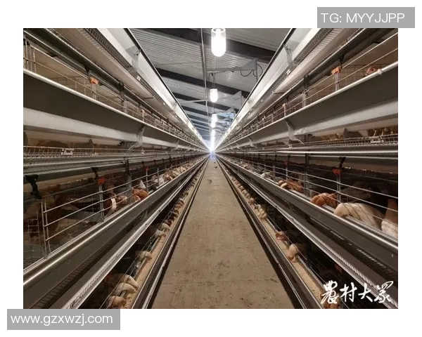 足球球星转行养鸡揭秘背后的商业模式与乡村振兴之路